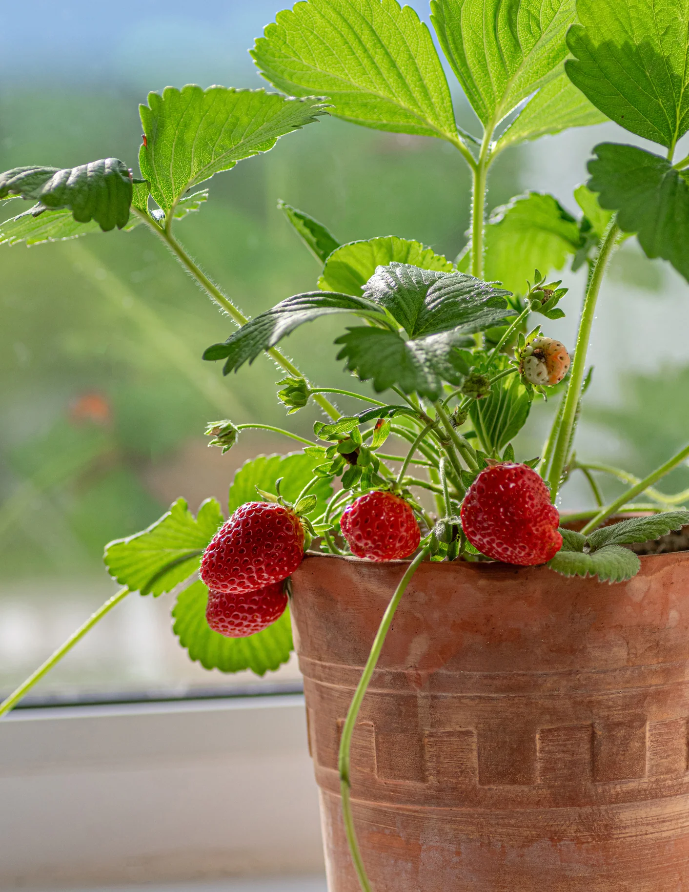 Everbearing Strawberry - Image 4