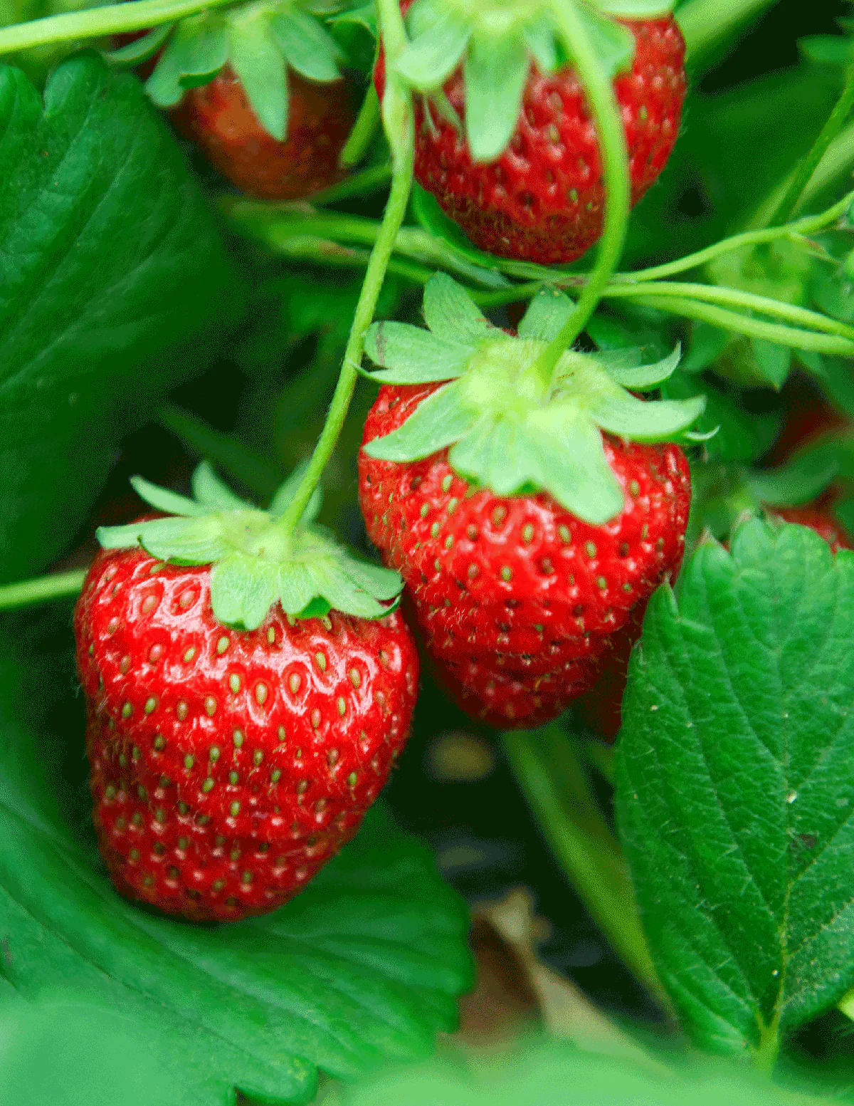 Everbearing Strawberry - Image 5