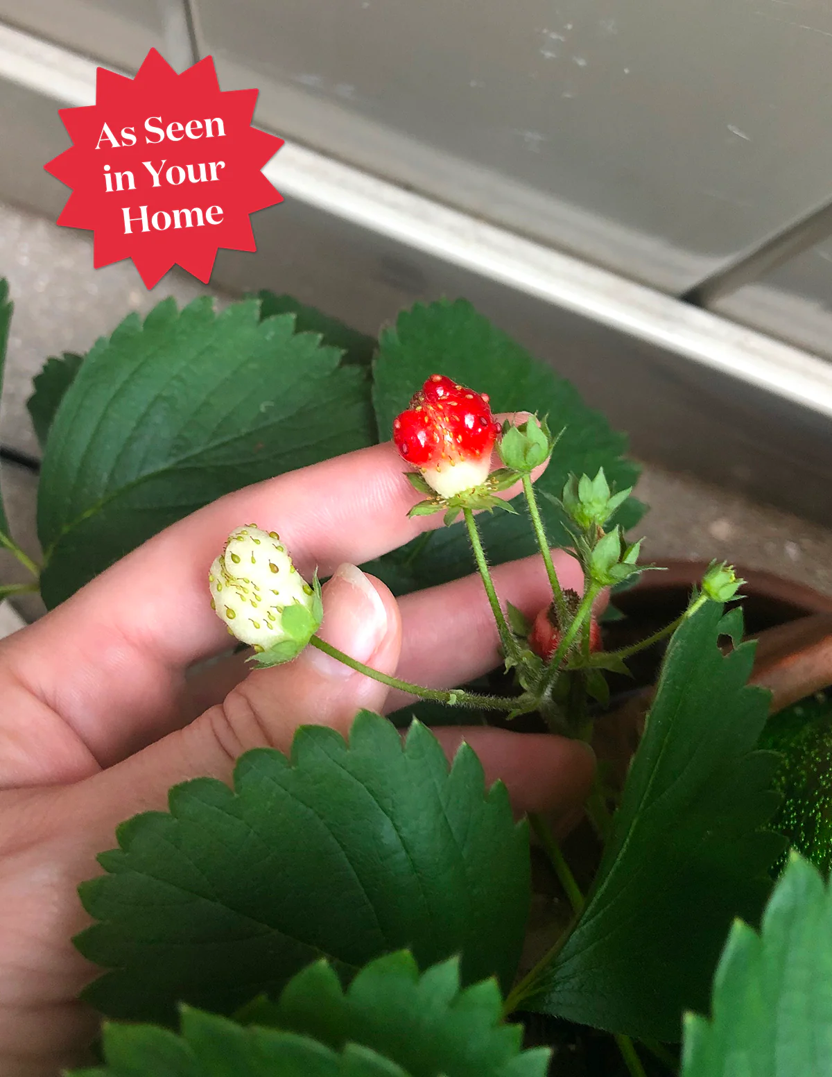 Everbearing Strawberry - Image 6