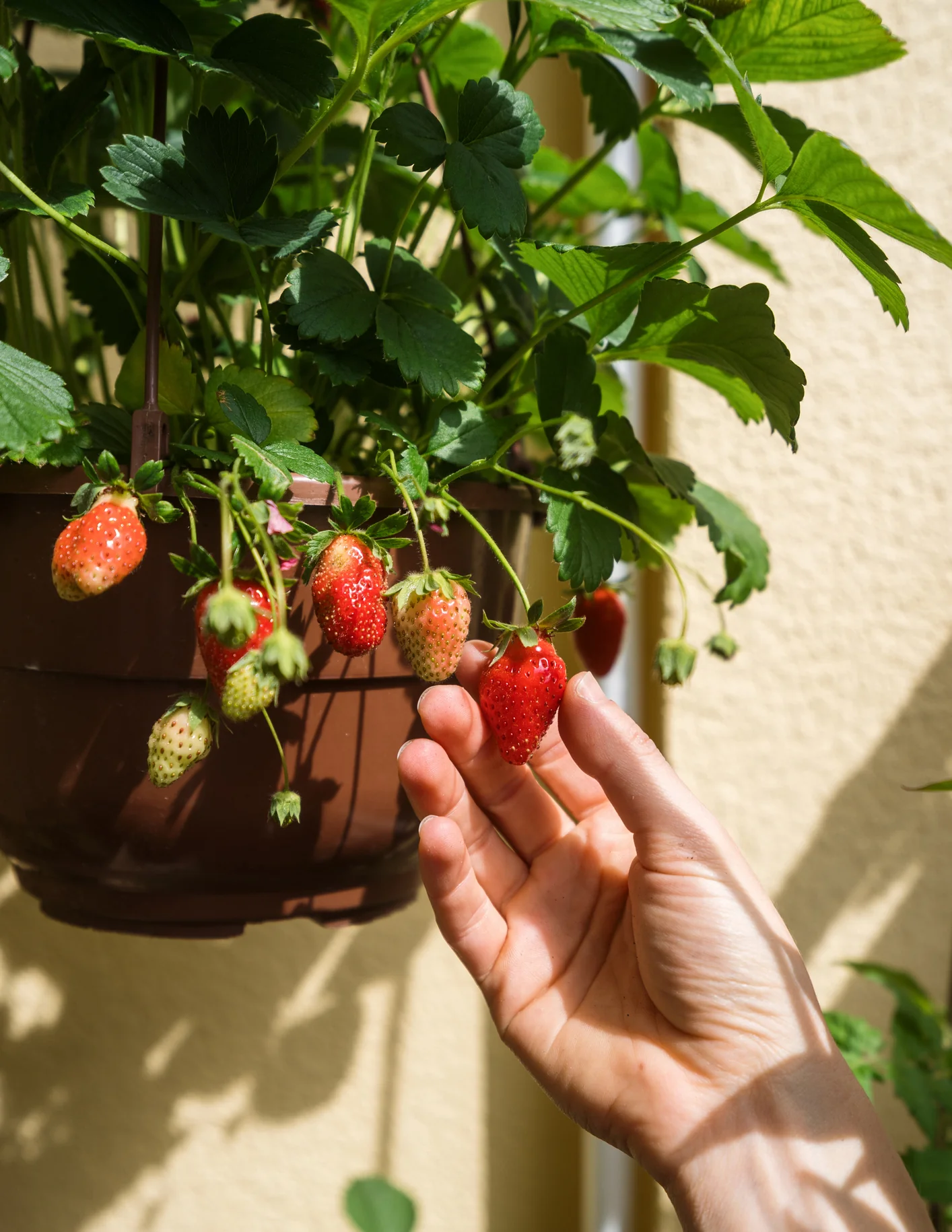 Everbearing Strawberry - Image 7
