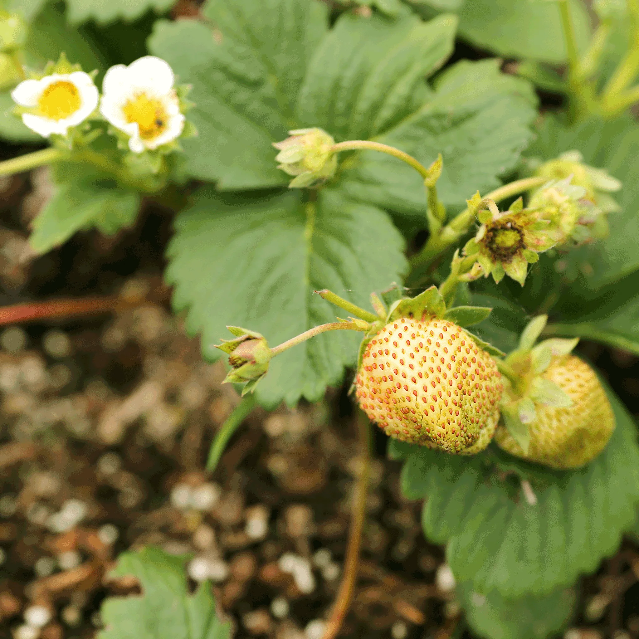 Everbearing Strawberry - Image 8