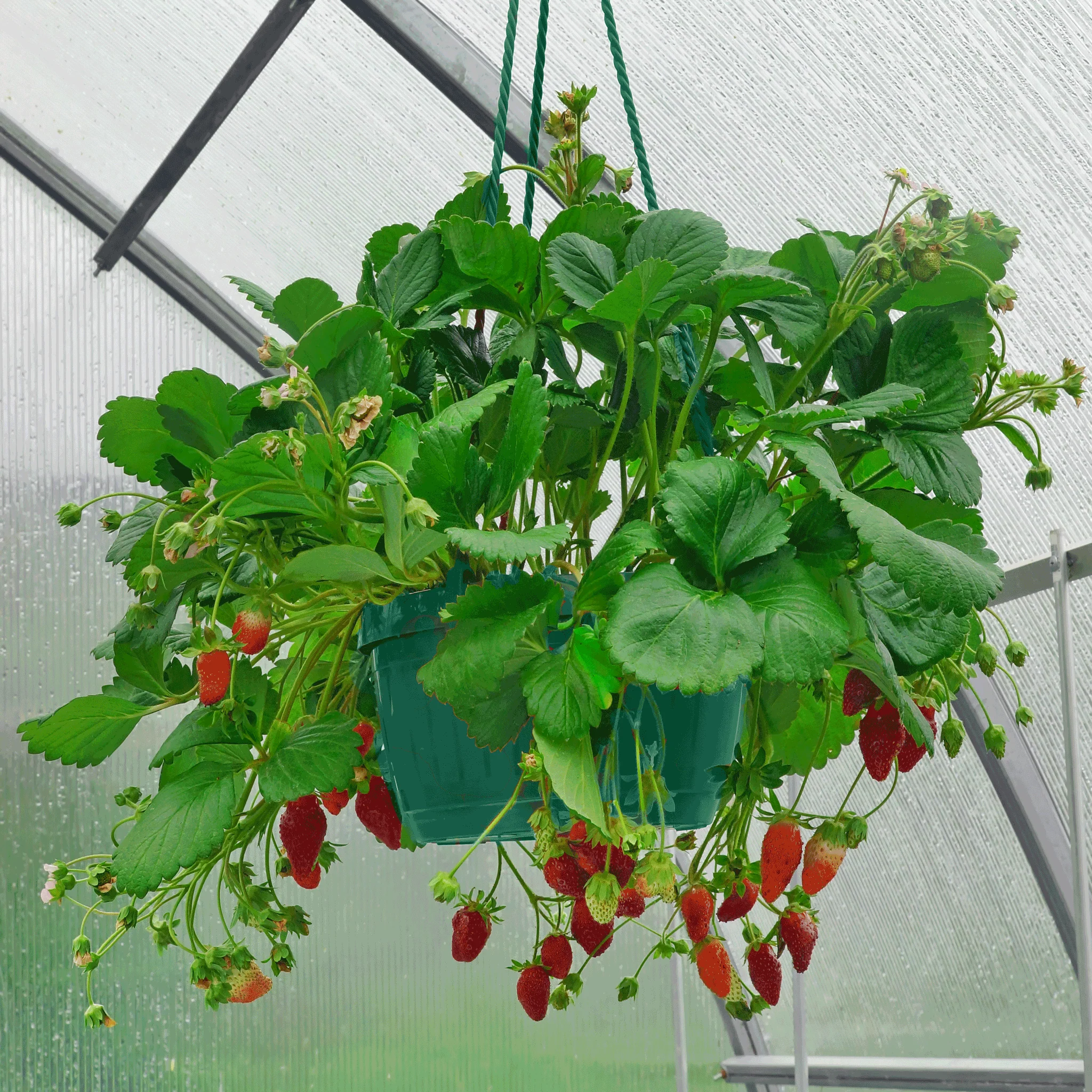 Everbearing Strawberry - Image 9