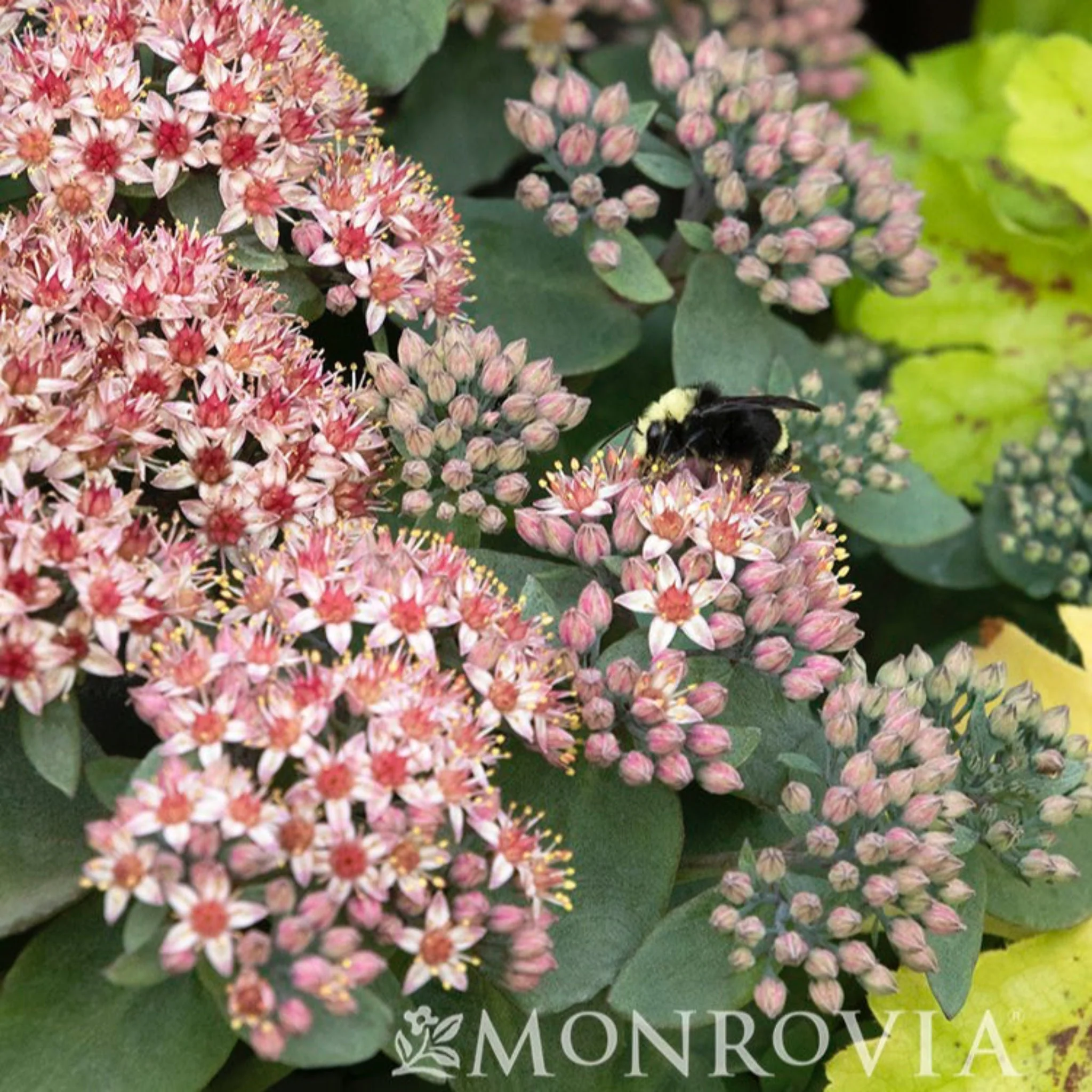 Evolution™ Emerald Ice Sedum - Image 3
