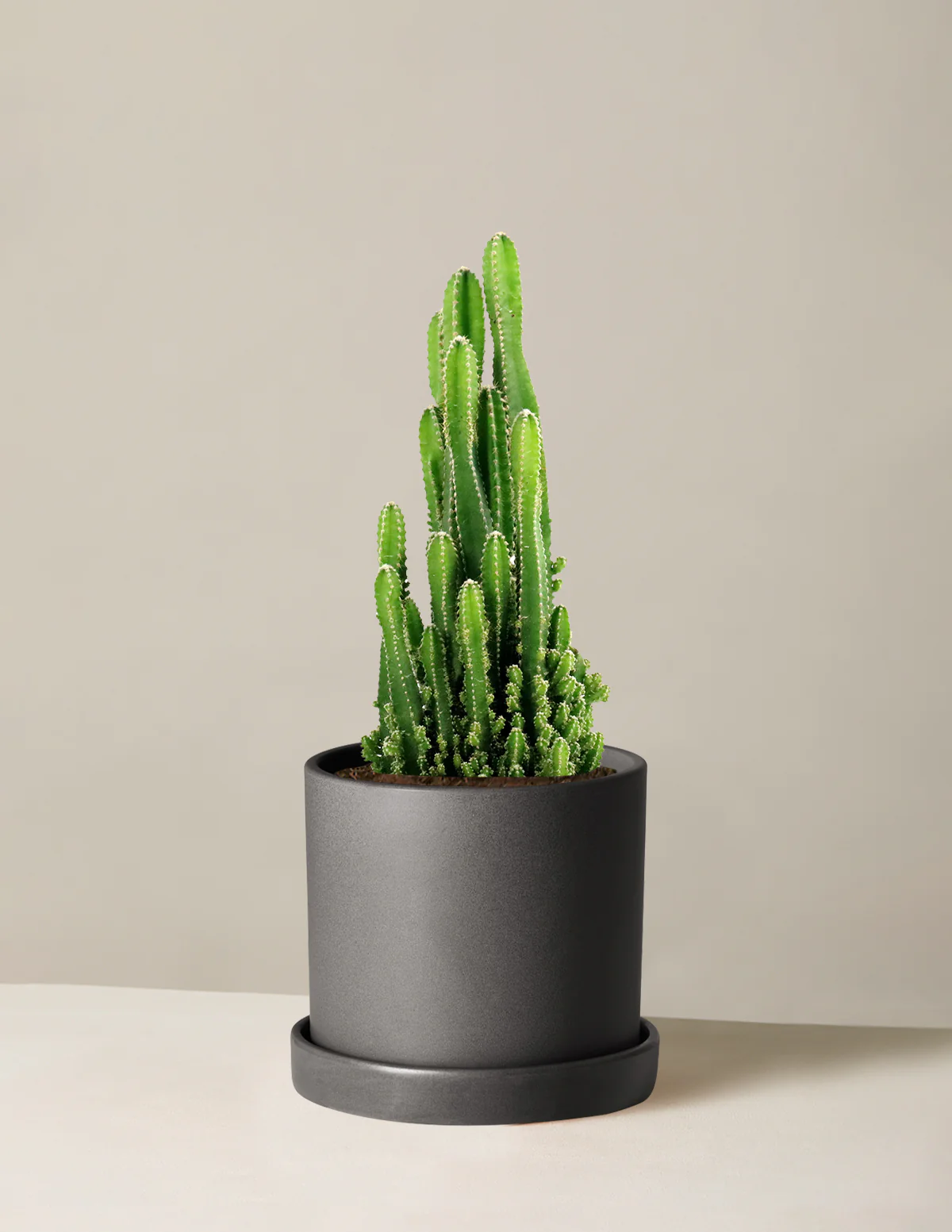 Fairy Castle Cactus - Image 10