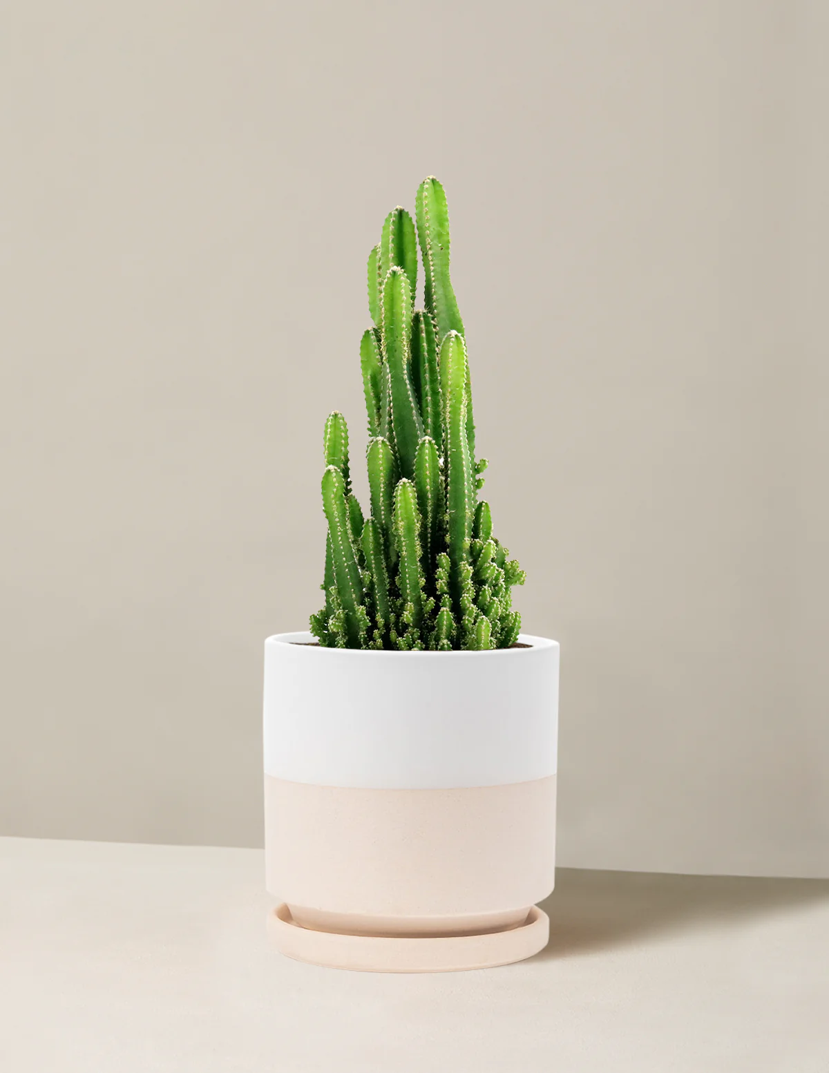 Fairy Castle Cactus - Image 11