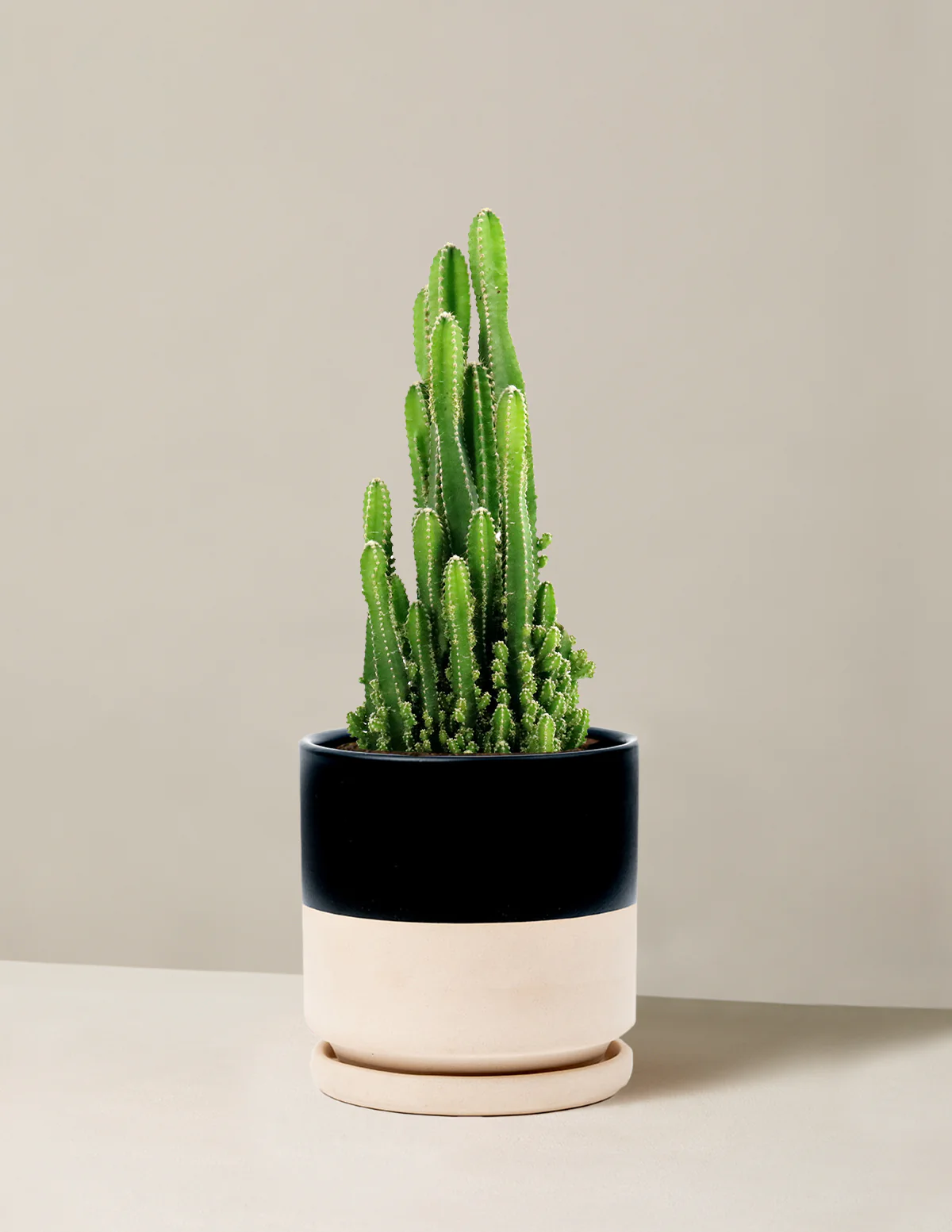 Fairy Castle Cactus - Image 12