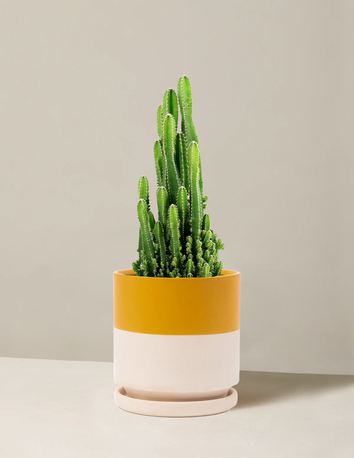 Fairy Castle Cactus - Image 13
