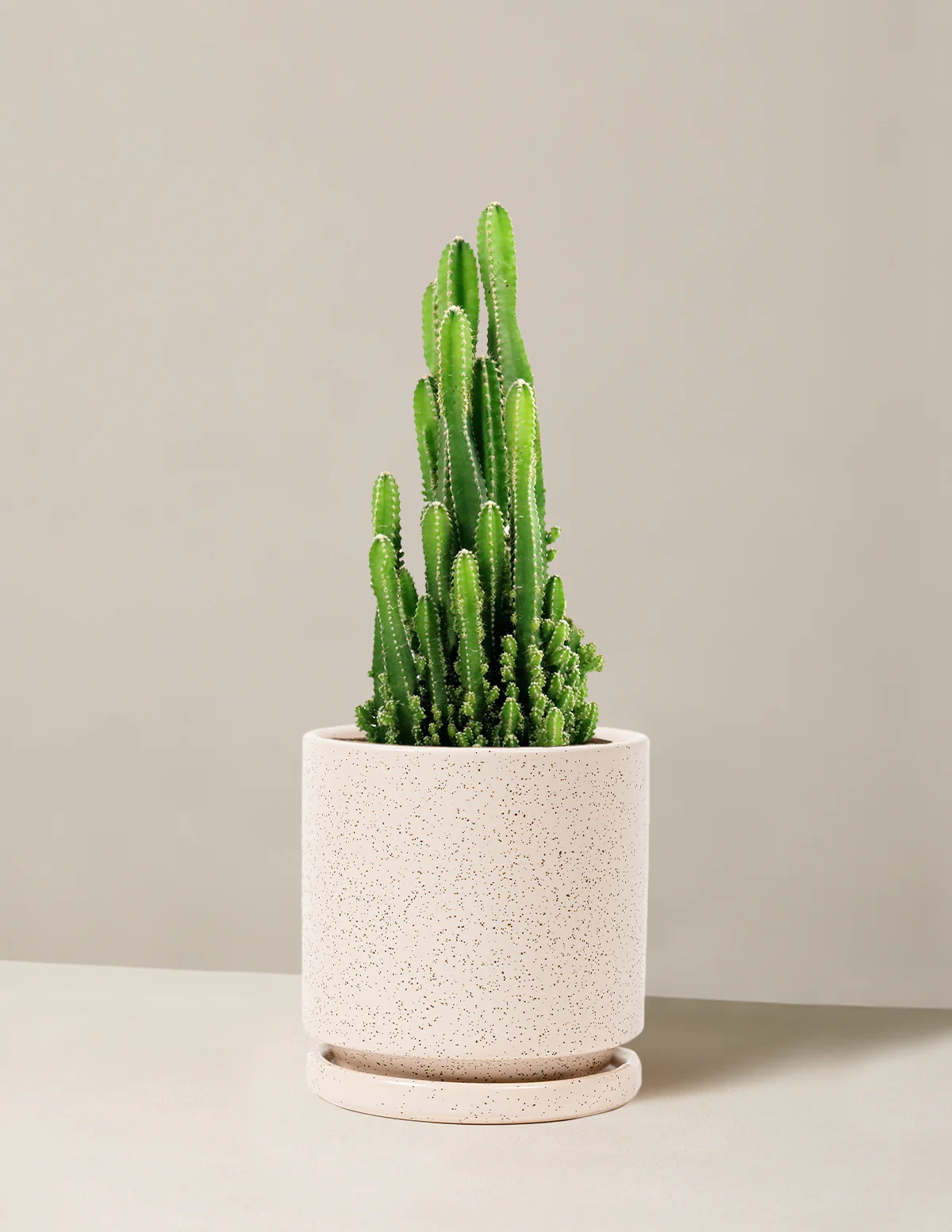 Fairy Castle Cactus - Image 14