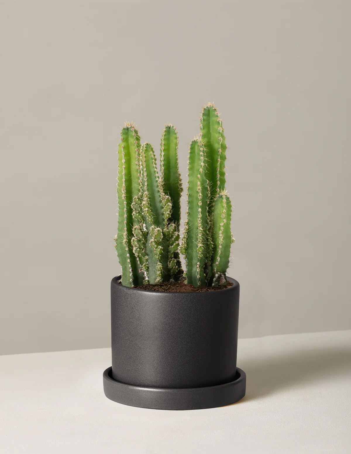 Fairy Castle Cactus - Image 15