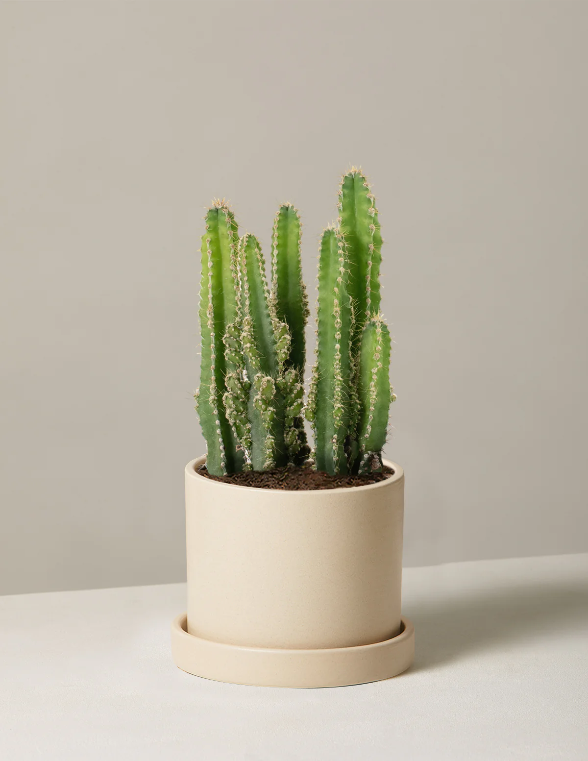 Fairy Castle Cactus - Image 16