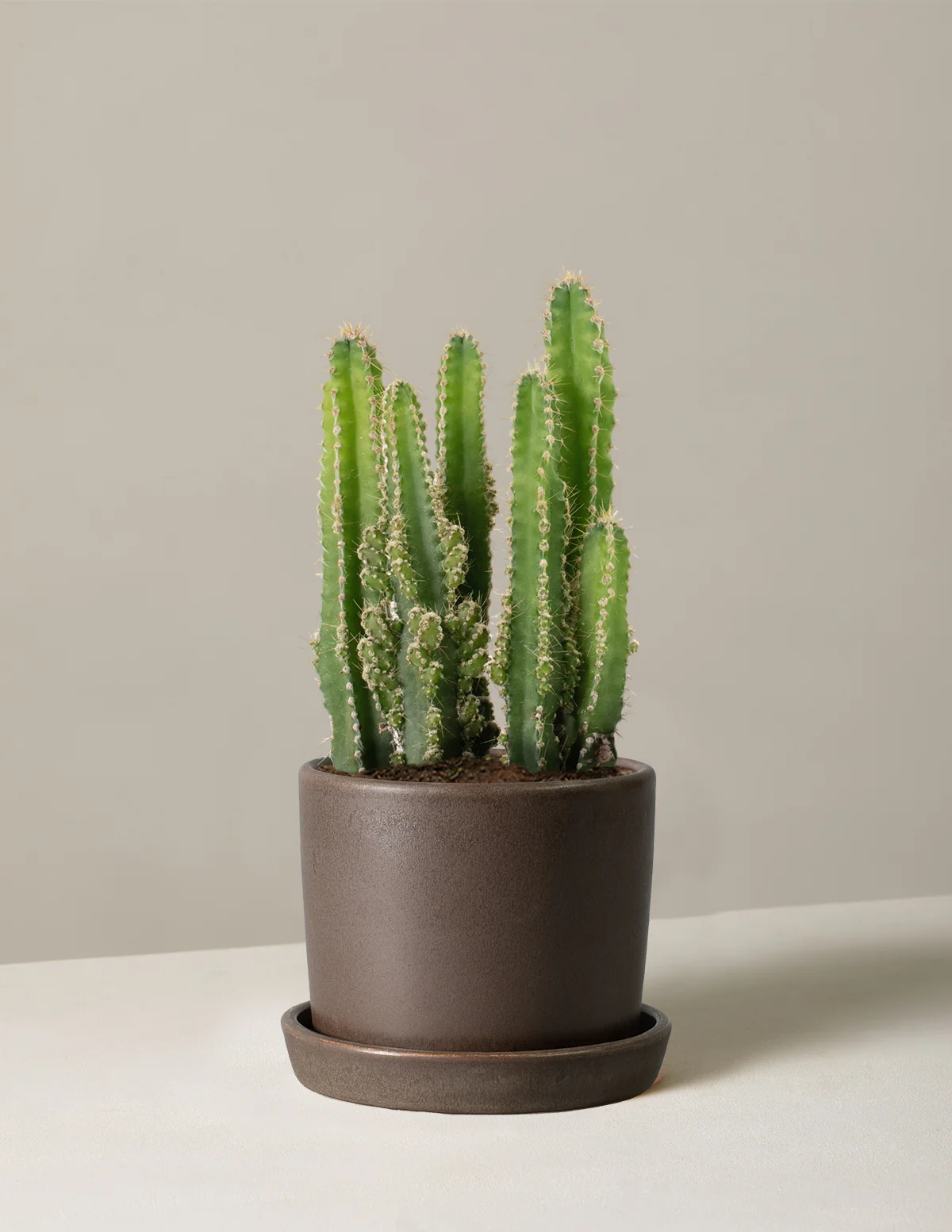 Fairy Castle Cactus - Image 17