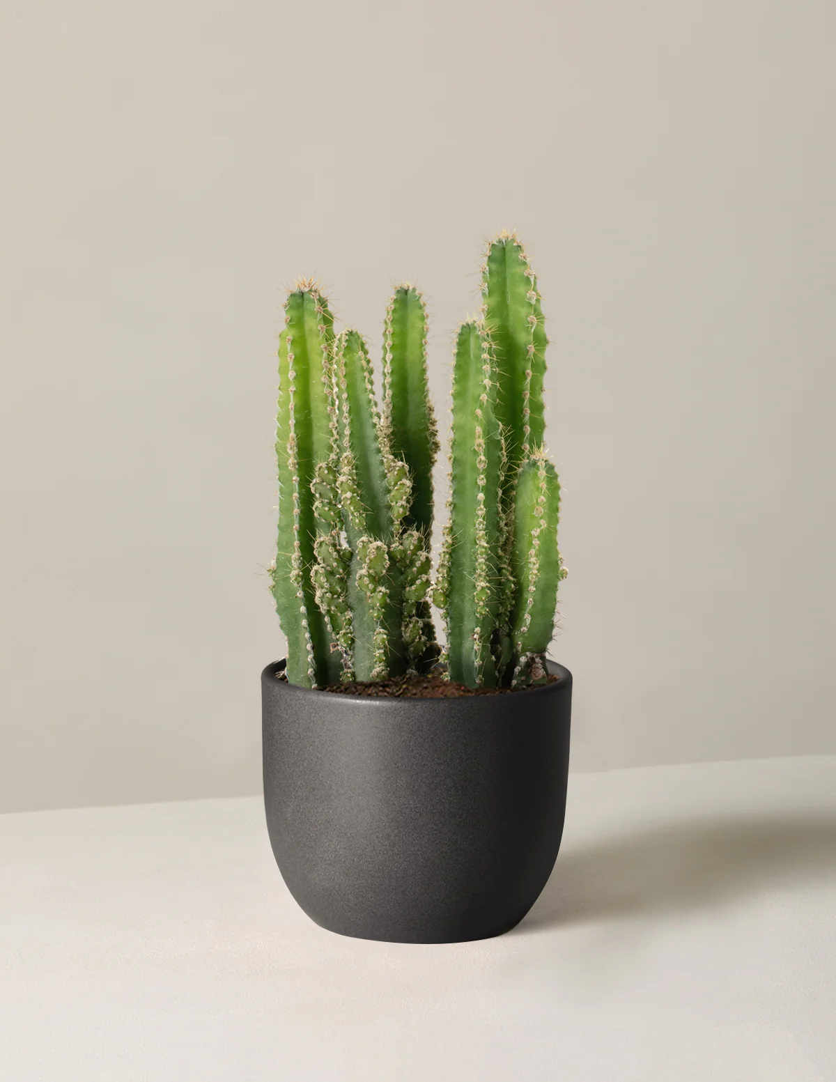 Fairy Castle Cactus - Image 18
