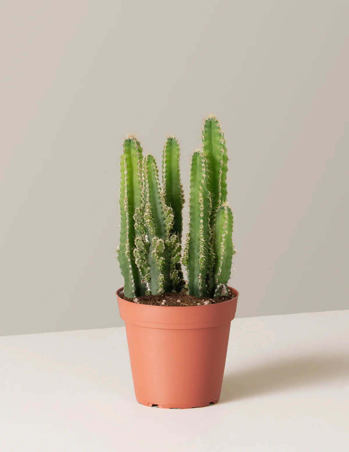 Fairy Castle Cactus - Image 19