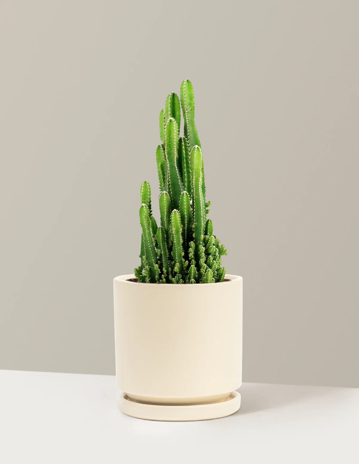 Fairy Castle Cactus - Image 20