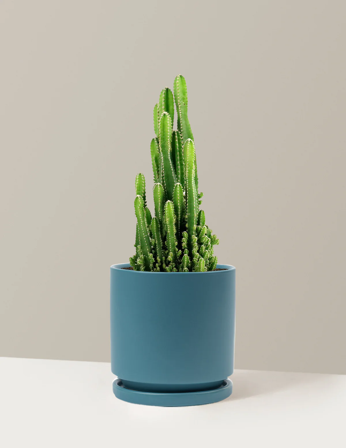 Fairy Castle Cactus - Image 21