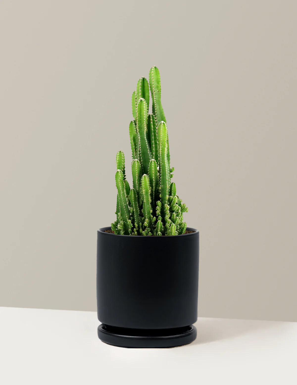 Fairy Castle Cactus - Image 22