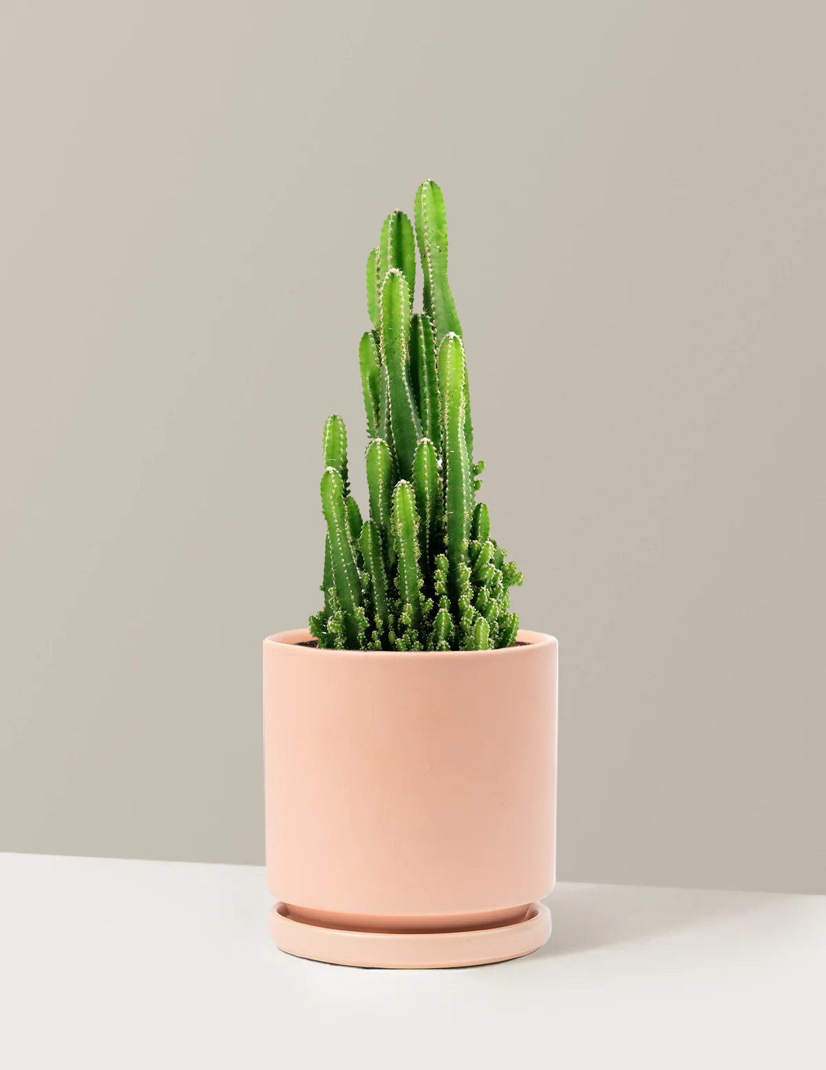 Fairy Castle Cactus - Image 23