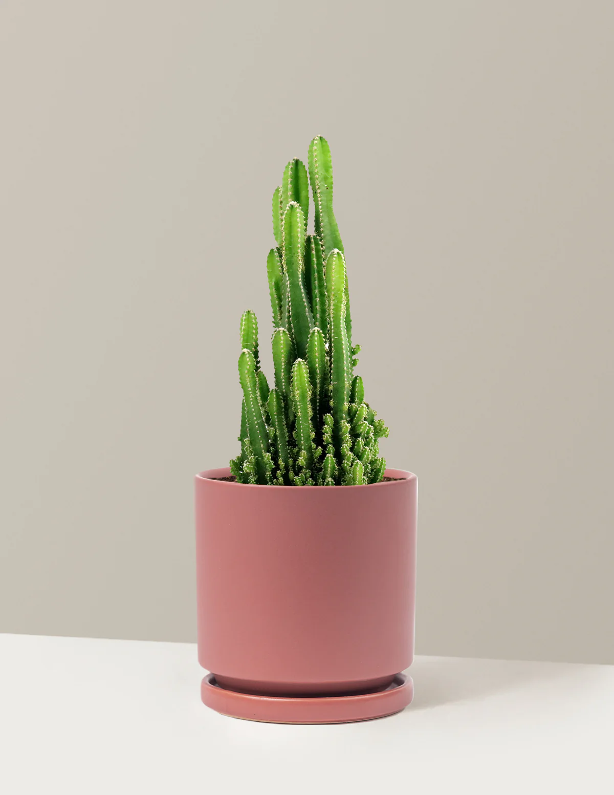Fairy Castle Cactus - Image 24