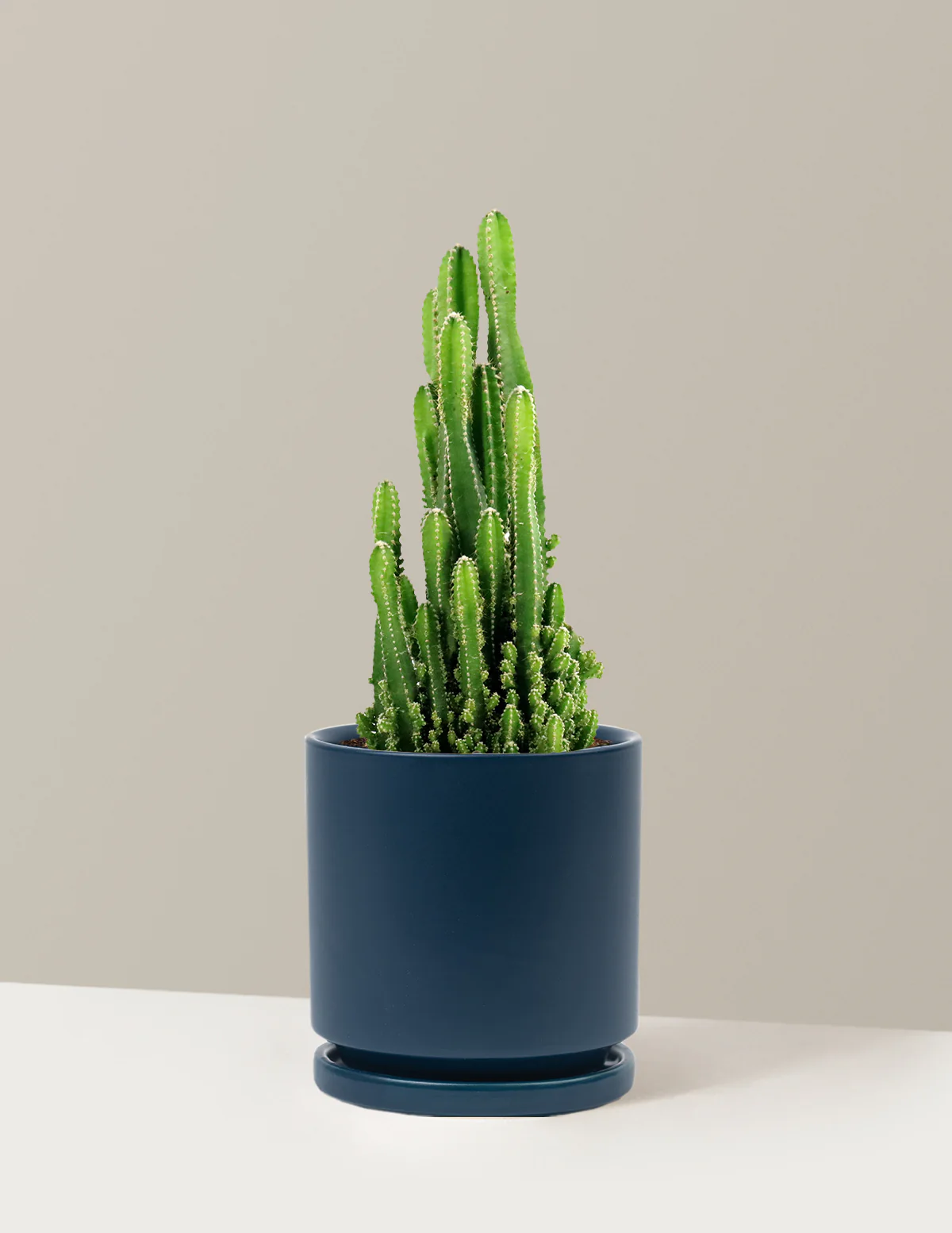 Fairy Castle Cactus - Image 25
