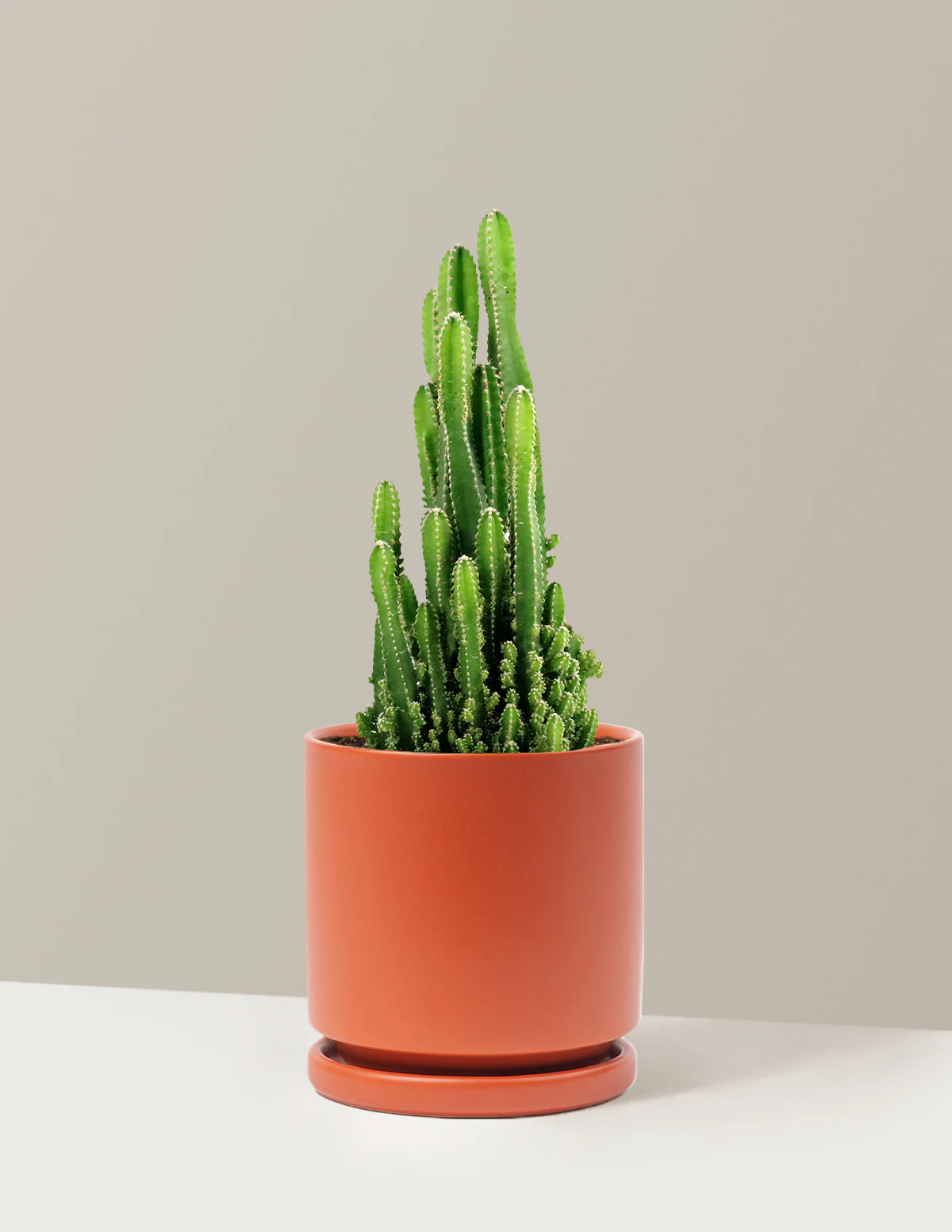 Fairy Castle Cactus - Image 26