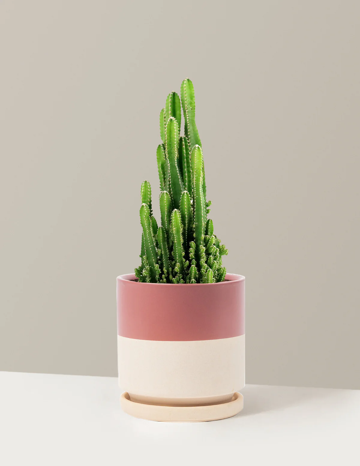 Fairy Castle Cactus - Image 27