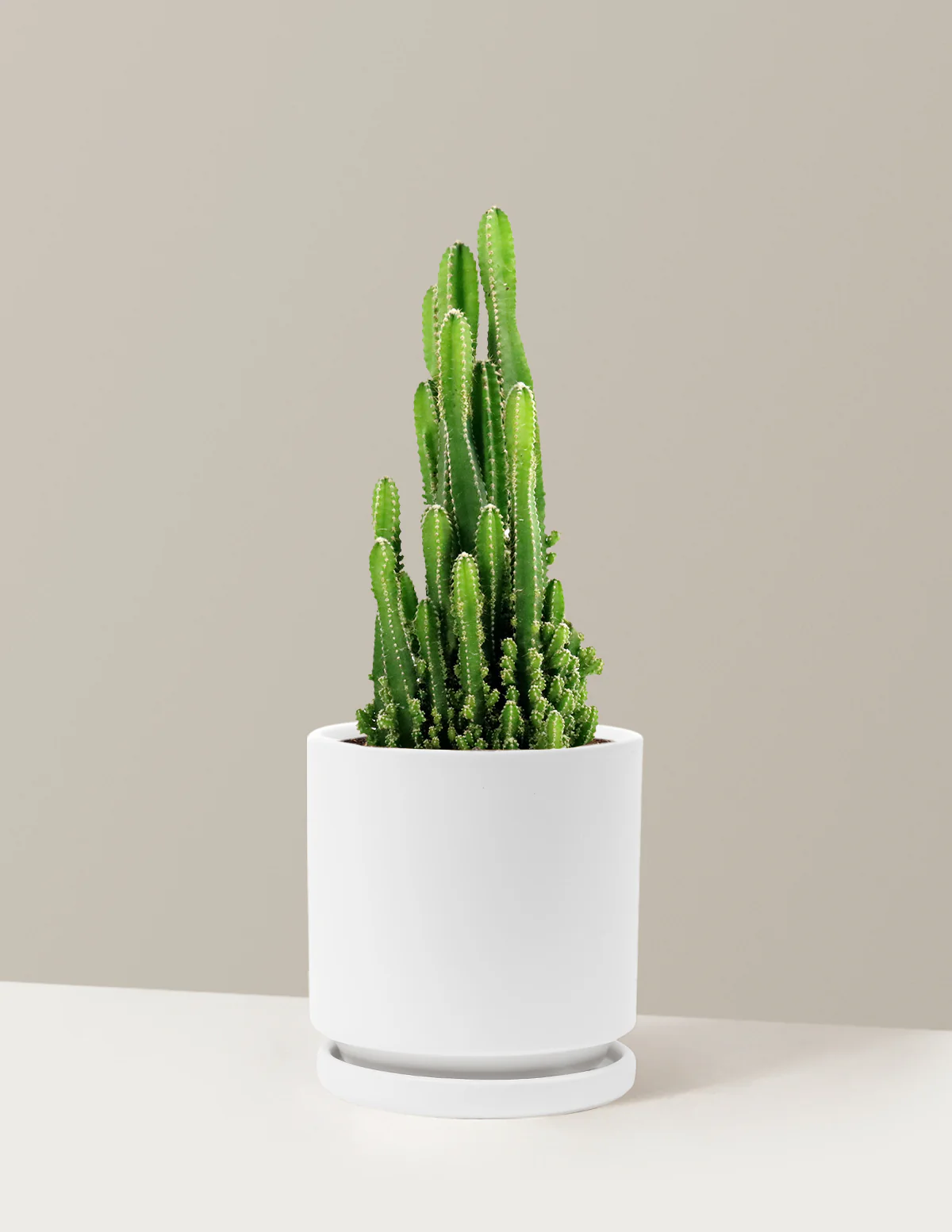 Fairy Castle Cactus - Image 28