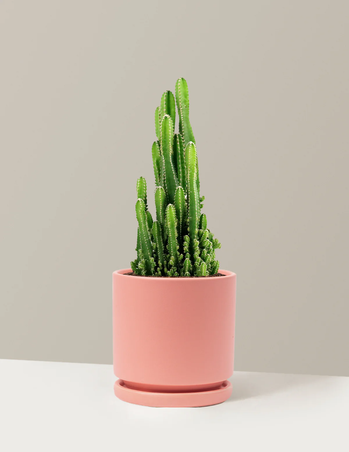 Fairy Castle Cactus - Image 29