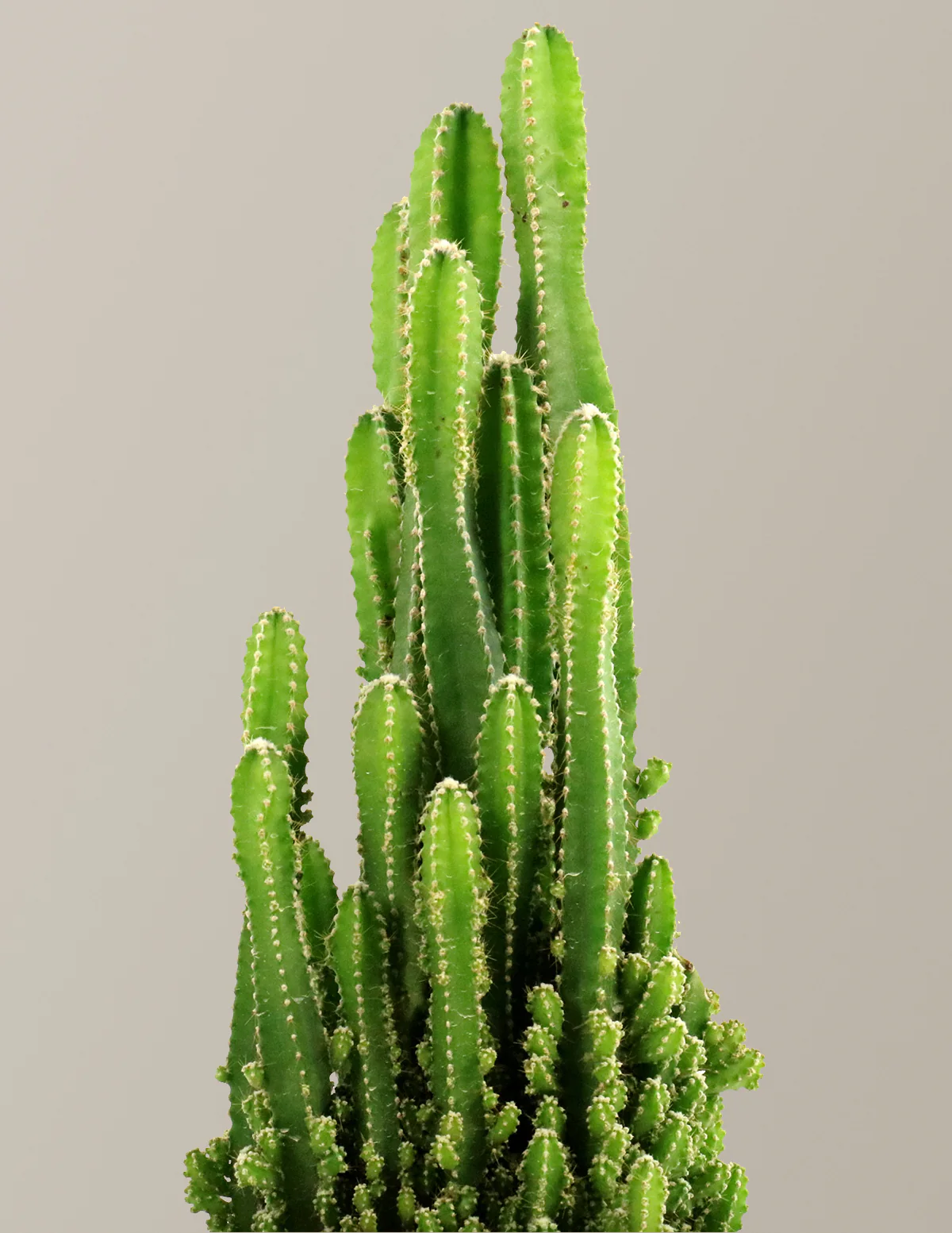 Fairy Castle Cactus - Image 3