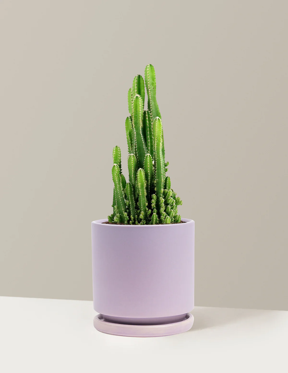 Fairy Castle Cactus - Image 30