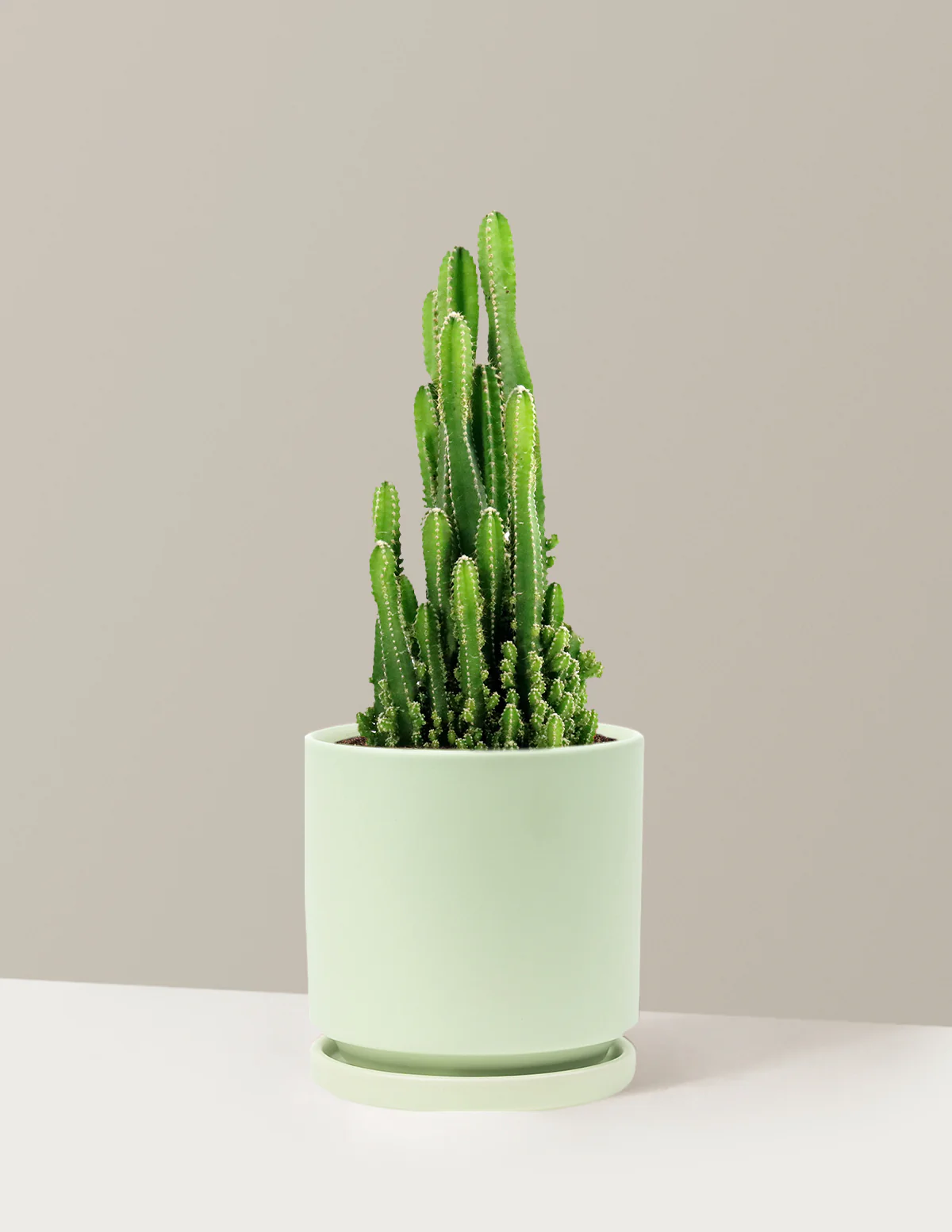 Fairy Castle Cactus - Image 31