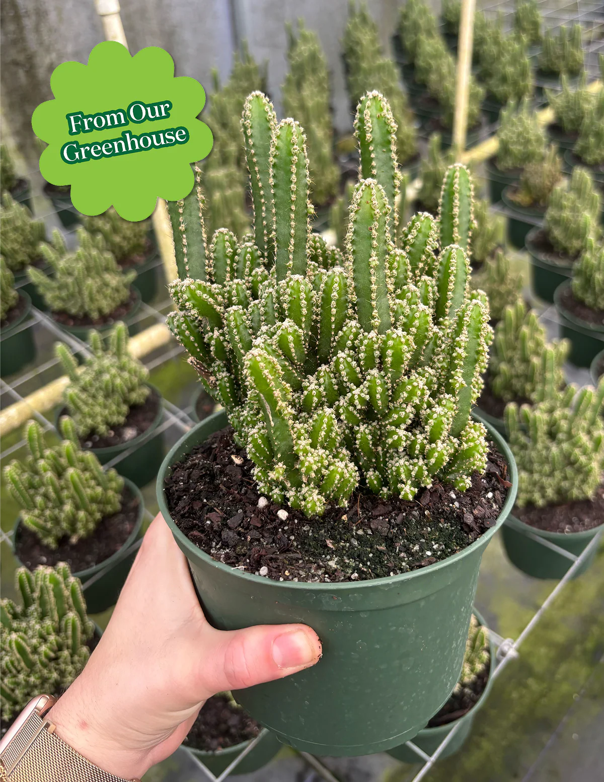 Fairy Castle Cactus - Image 4
