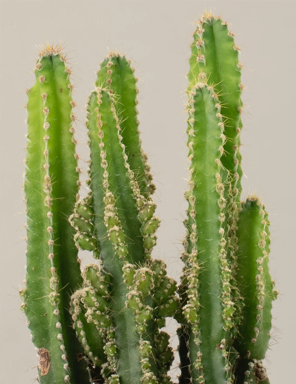 Fairy Castle Cactus - Image 5