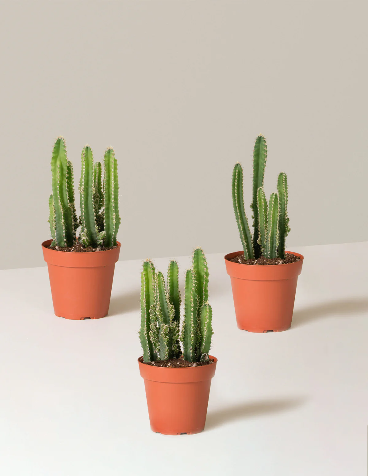 Fairy Castle Cactus - Image 6