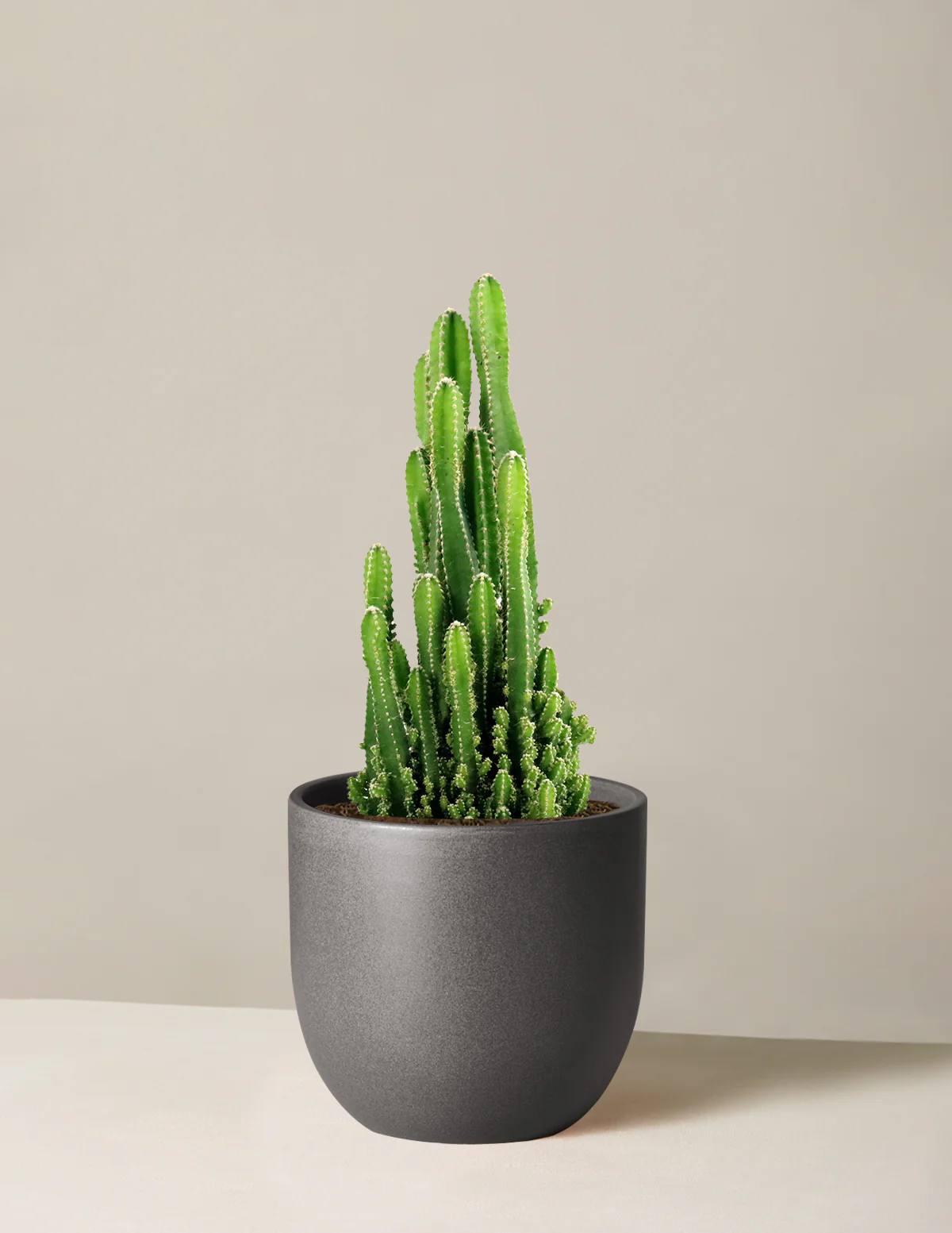 Fairy Castle Cactus - Image 7