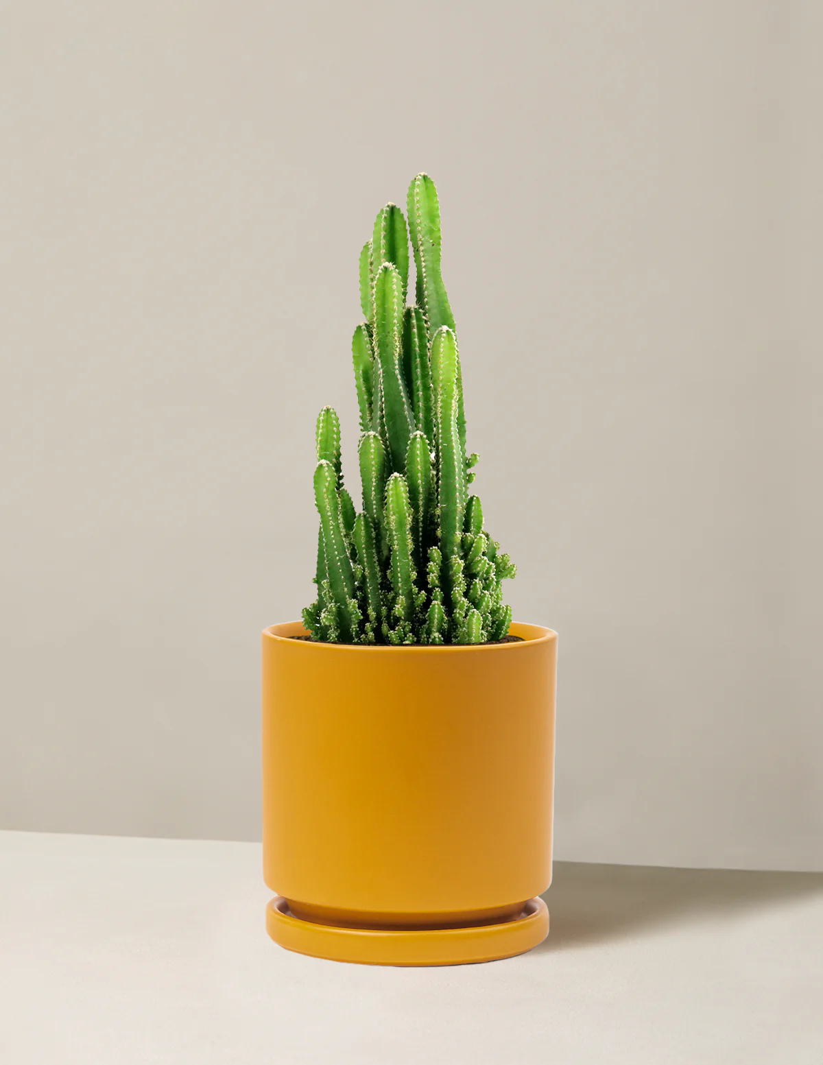 Fairy Castle Cactus - Image 8