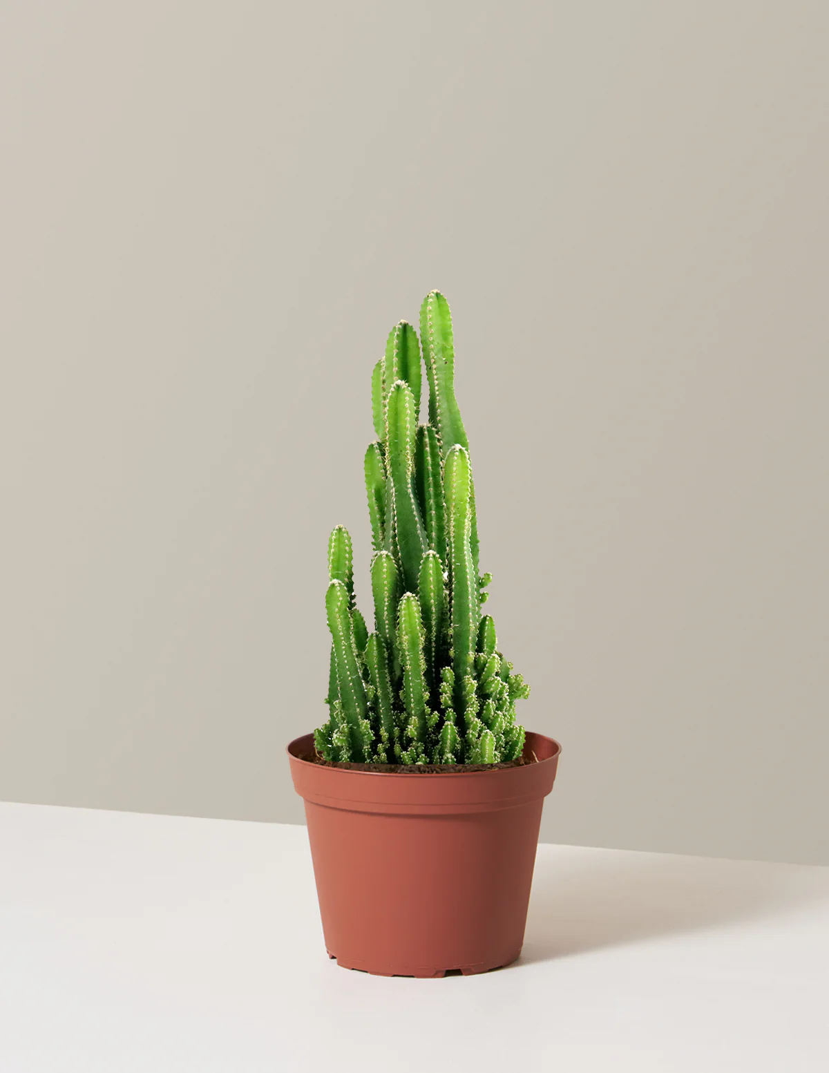 Fairy Castle Cactus - Image 9