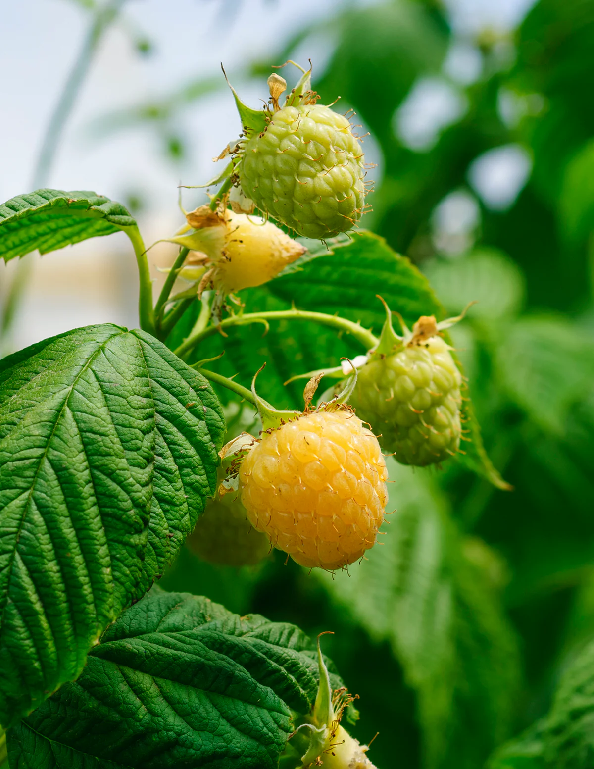 Fall Gold Raspberry - Image 3