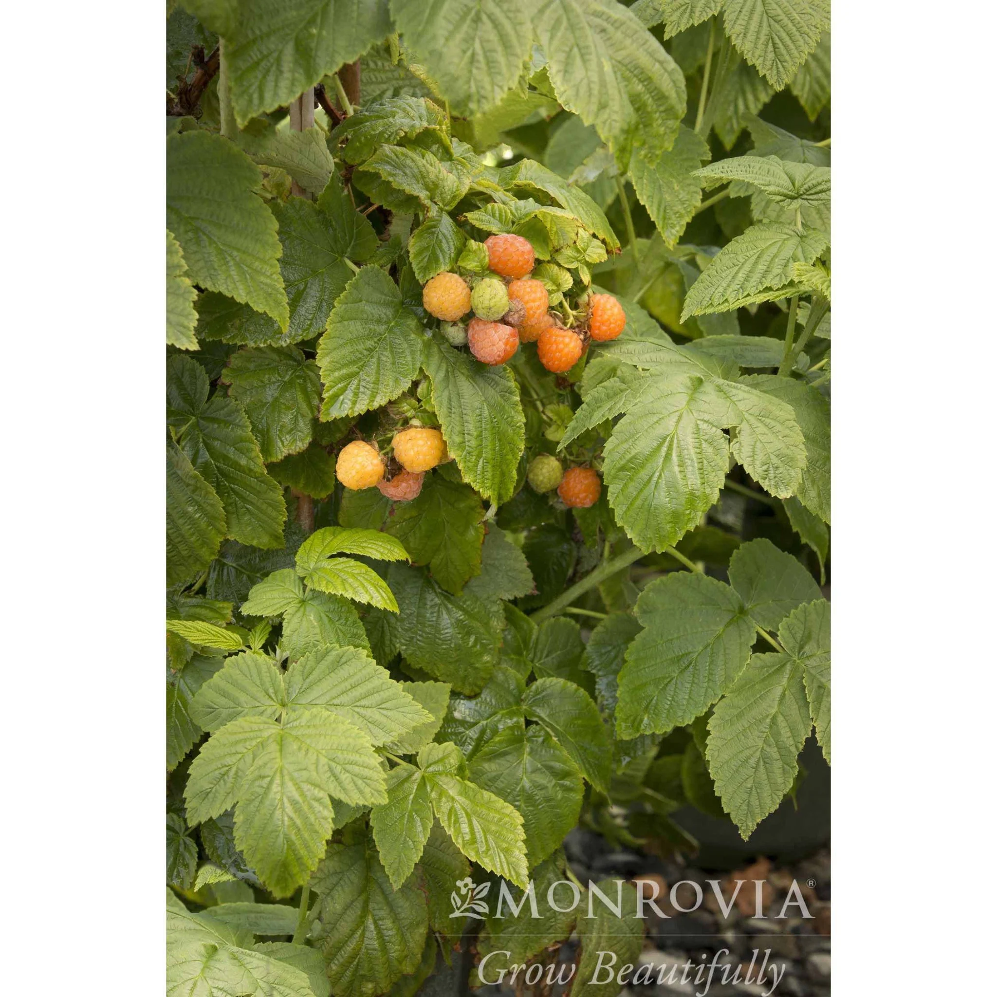 Fall Gold Raspberry - Image 4