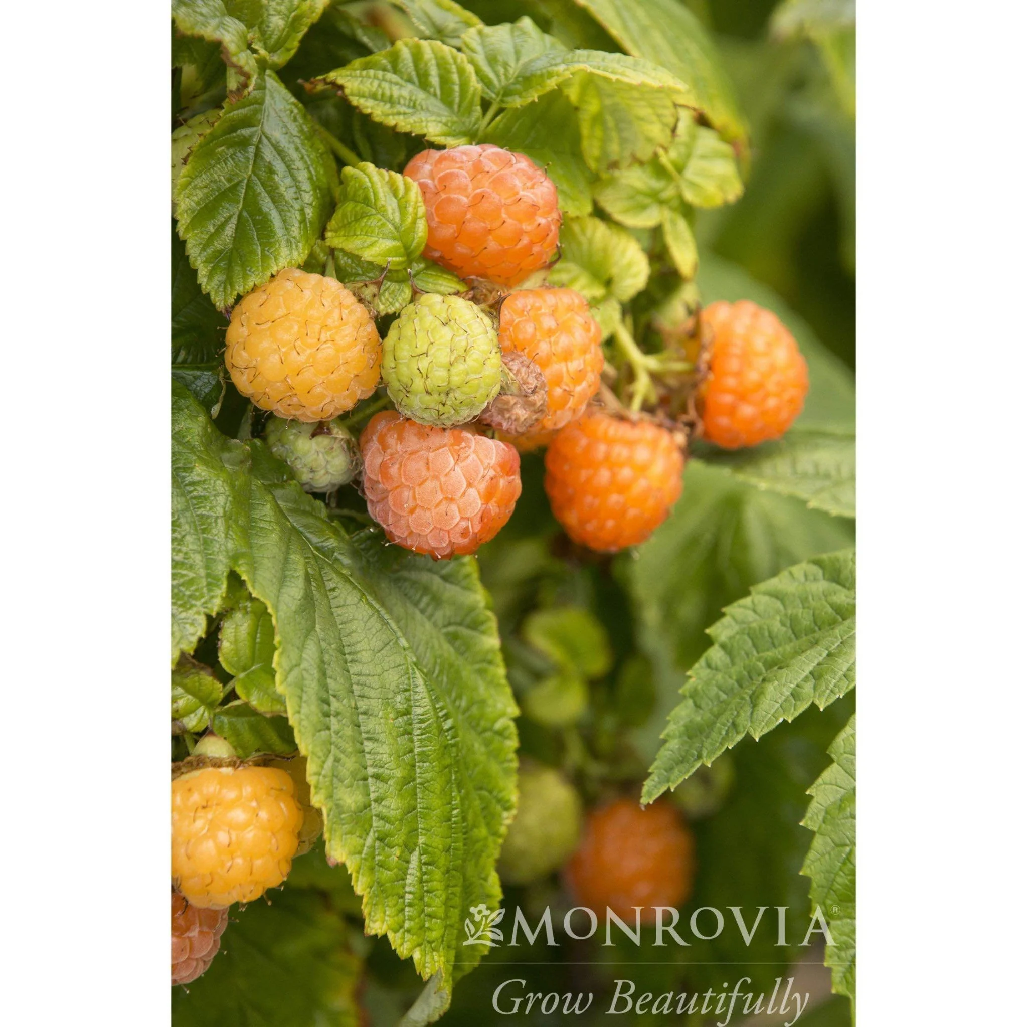 Fall Gold Raspberry - Image 5