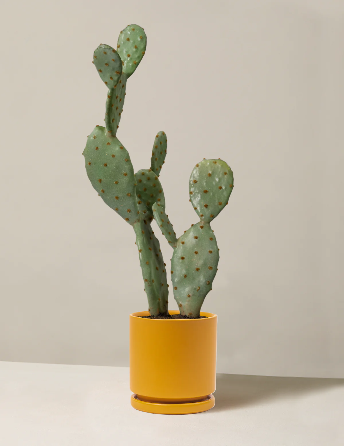 Artificial Cactus - Image 7