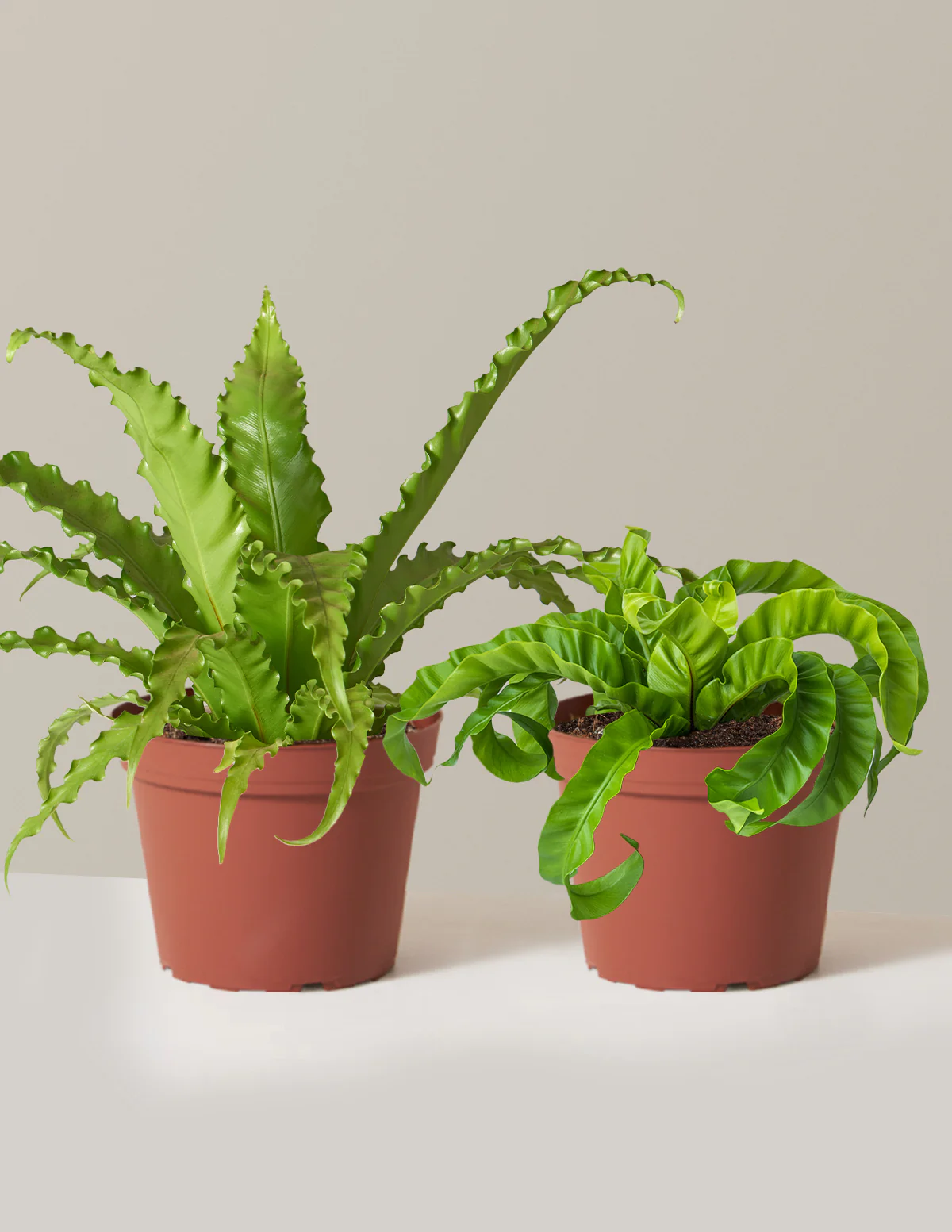 Fern Friends Duo - Image 10