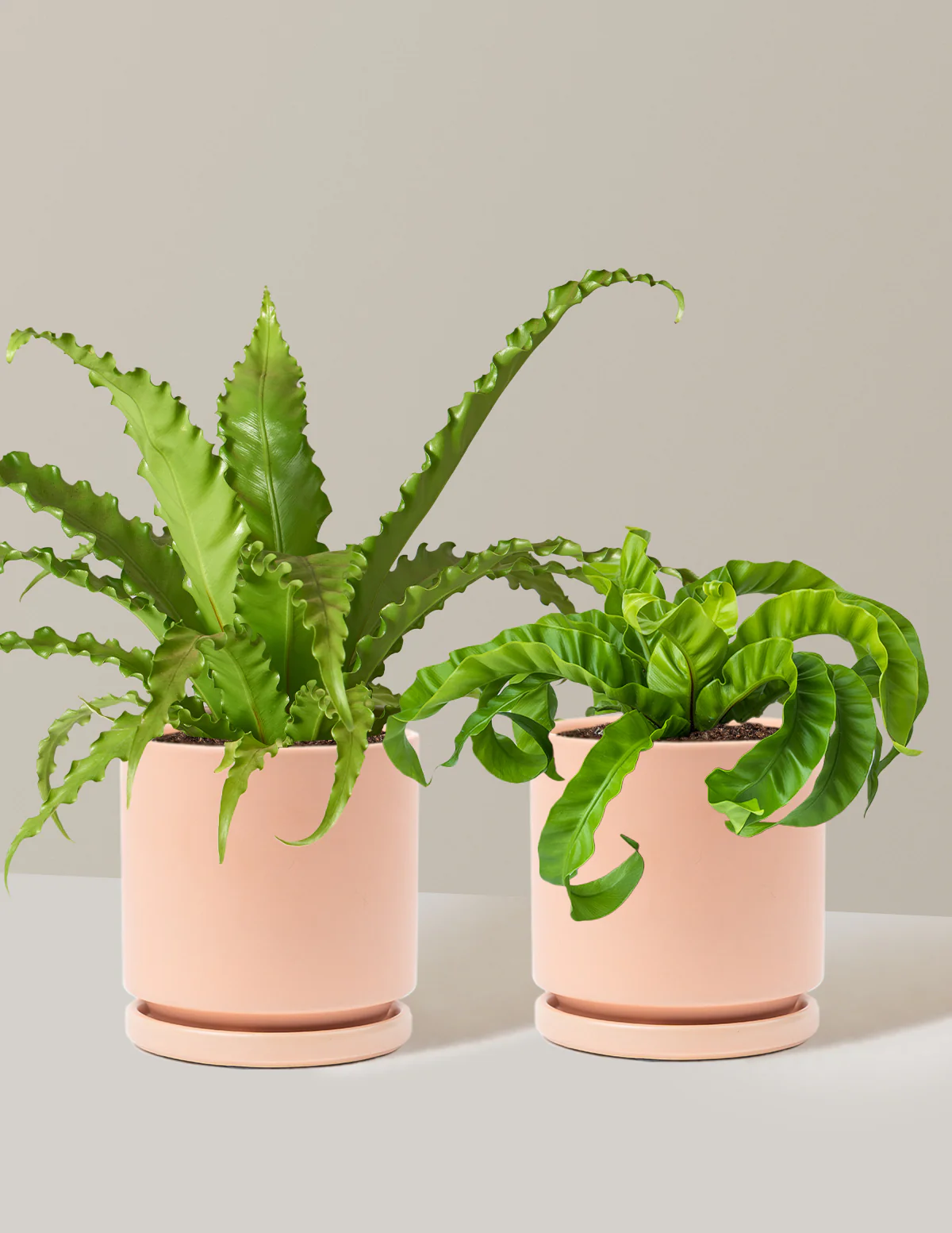 Fern Friends Duo - Image 11