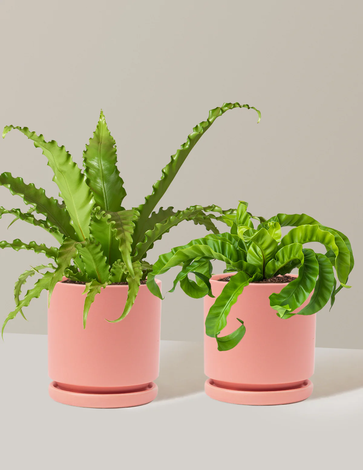 Fern Friends Duo - Image 12