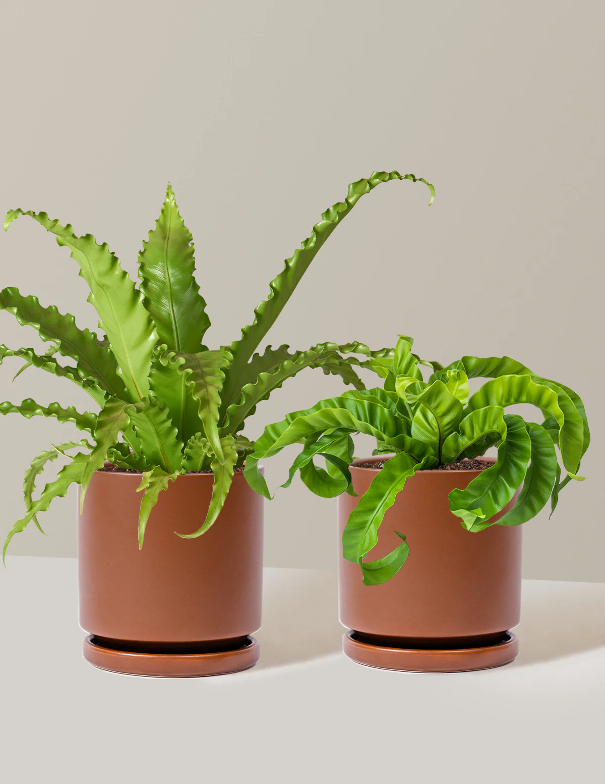 Fern Friends Duo - Image 13