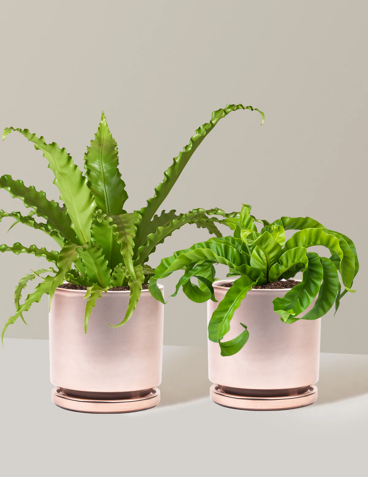 Fern Friends Duo - Image 14