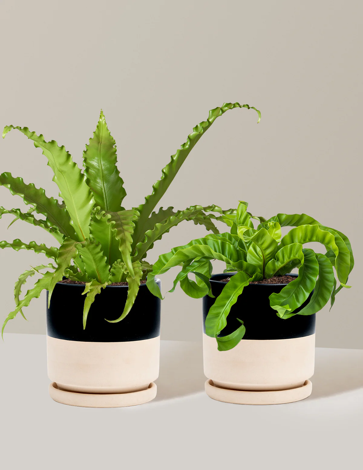 Fern Friends Duo - Image 15