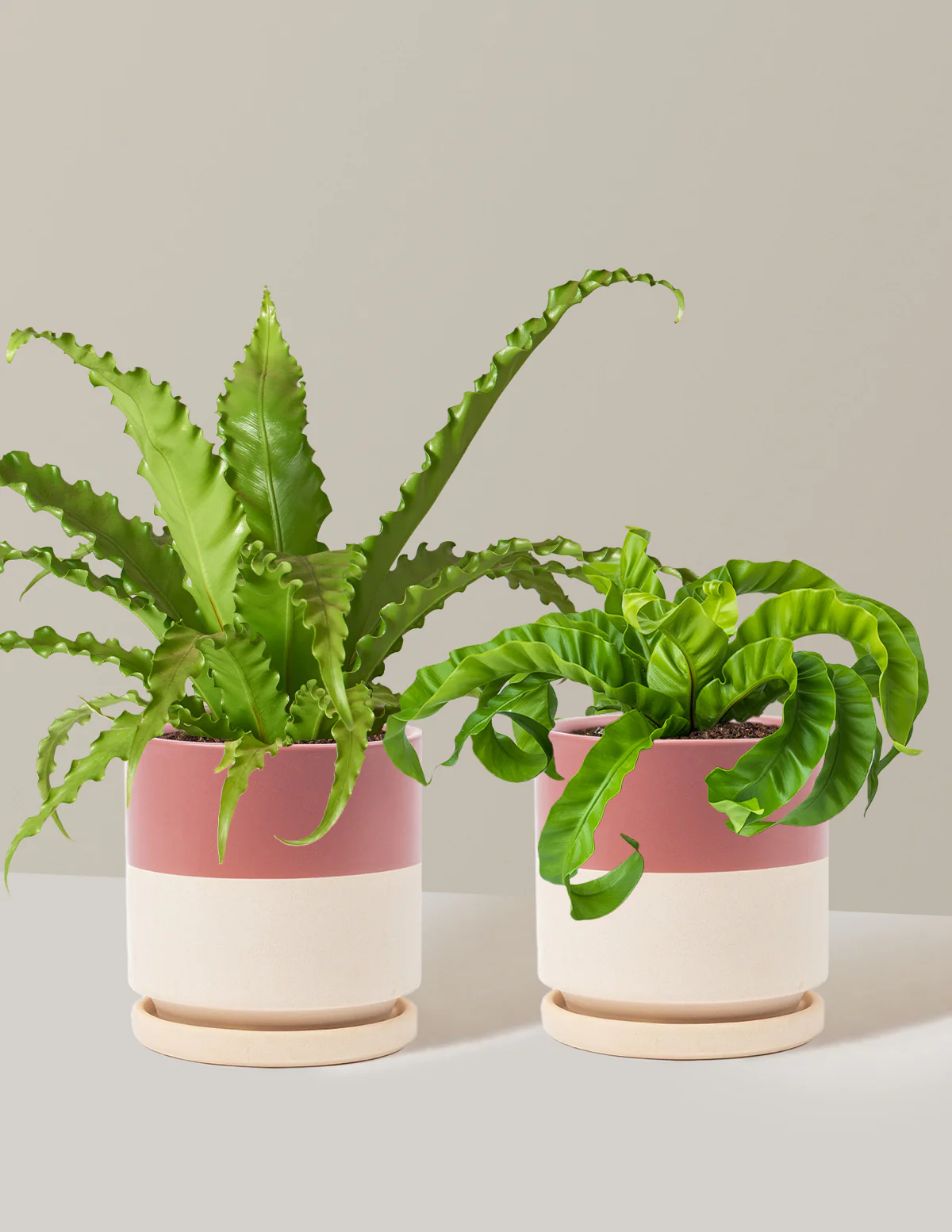 Fern Friends Duo - Image 16