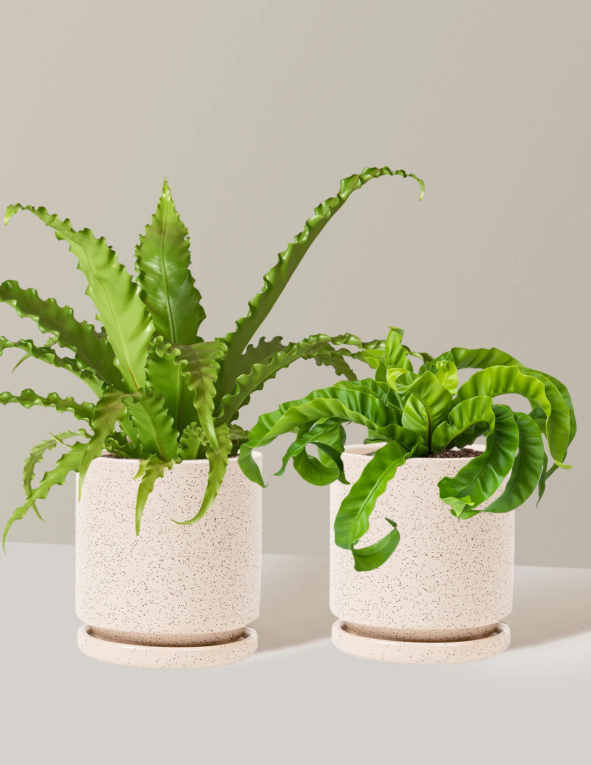 Fern Friends Duo - Image 18