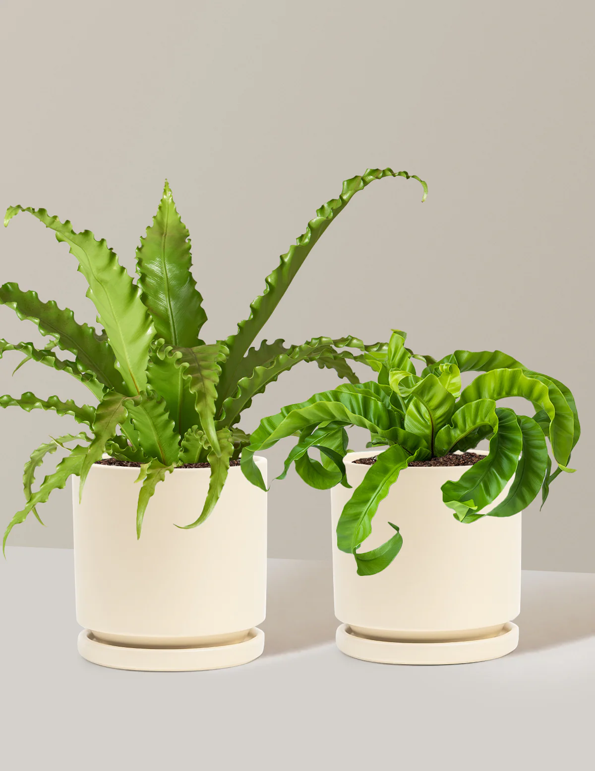 Fern Friends Duo - Image 19