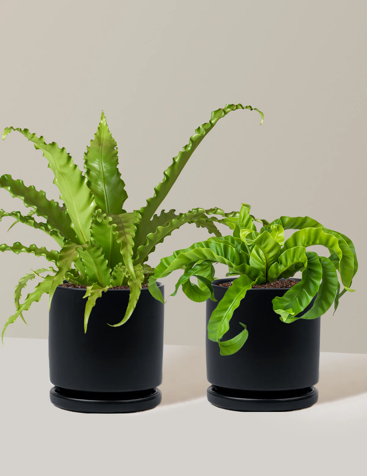 Fern Friends Duo - Image 20